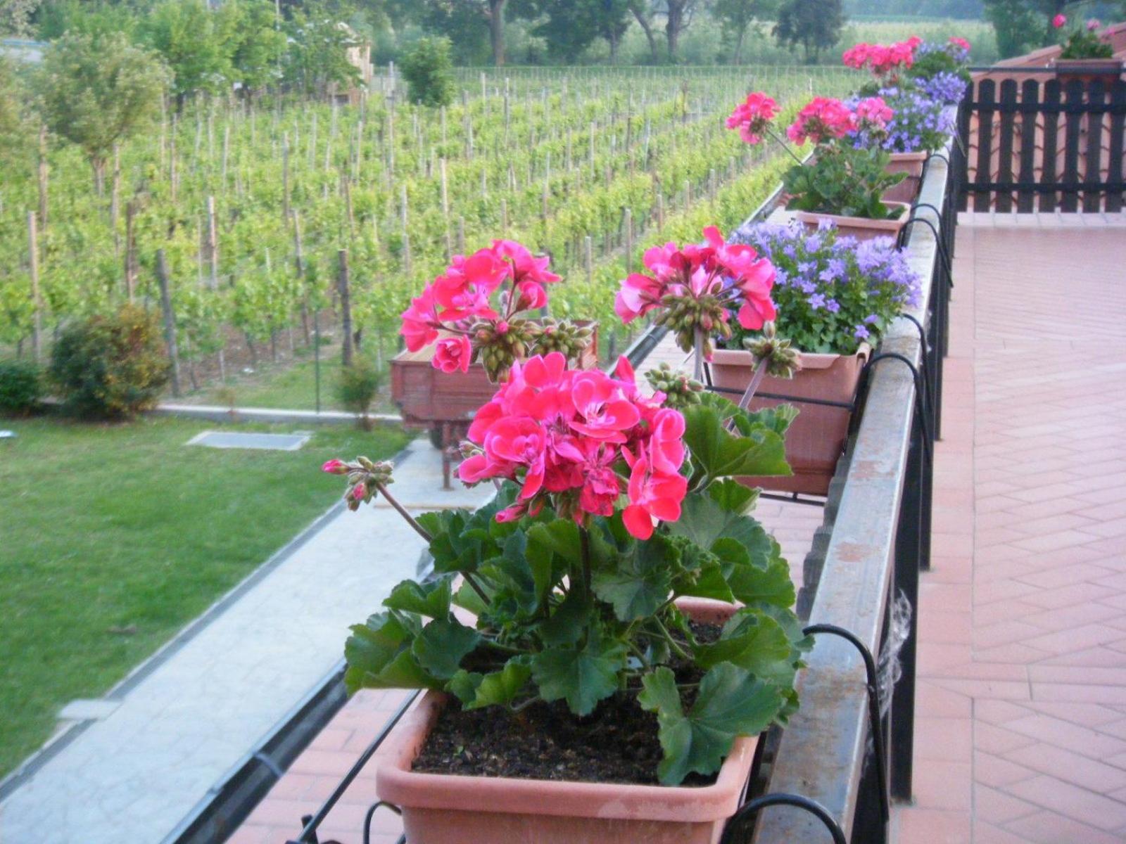 Agriturismo Grillo Iole Winery Prepotto  Luaran gambar